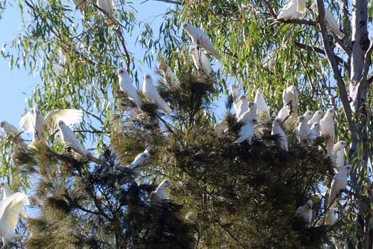 Large number of parrots in a tree