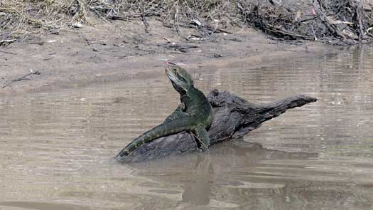 Large lizard on log in river
