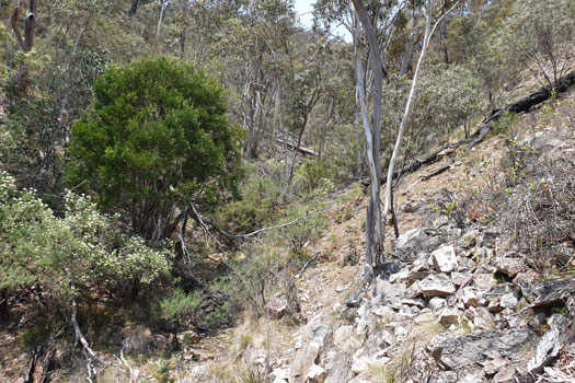 Steep rocky bushland