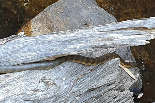 Snake with yellow and brown stripes on log.