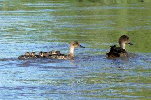 family of ducks on water