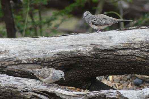 two small doves on a tree