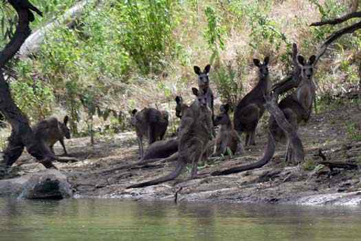 Dozen kangaroos by the river