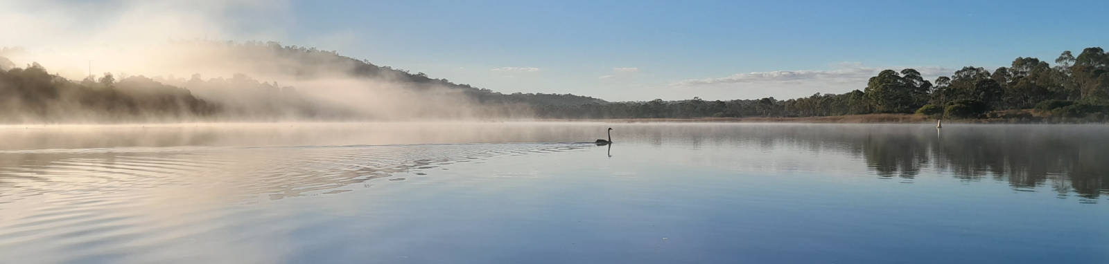 swan on a lake with morning fog