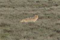 Coyote in a field