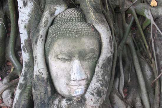 Buddha head enclosed by the trunk of a tree