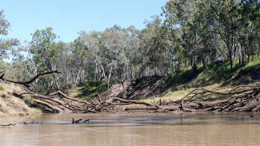 Fallen trees in the river