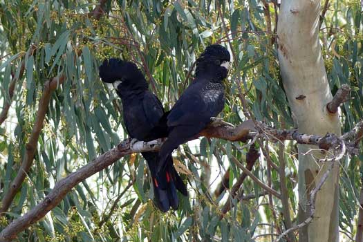 Pair black cockatoos