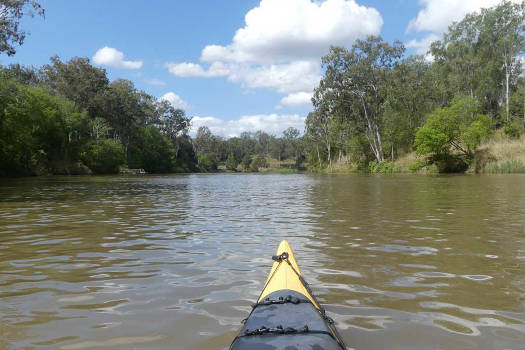 River surrounded by trees