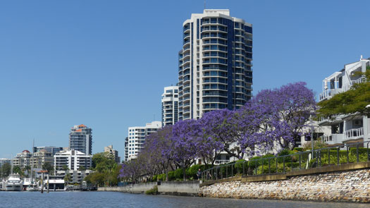 Trees in full flower beside apartment blocks