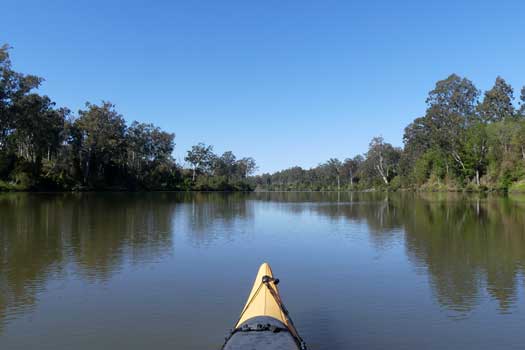 Forest of trees beside the river's edge