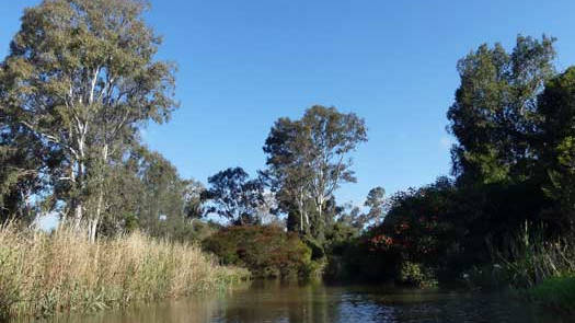 Trees and creek