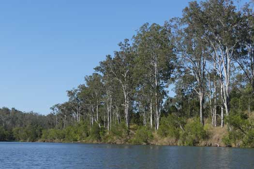 Tall trees by the river