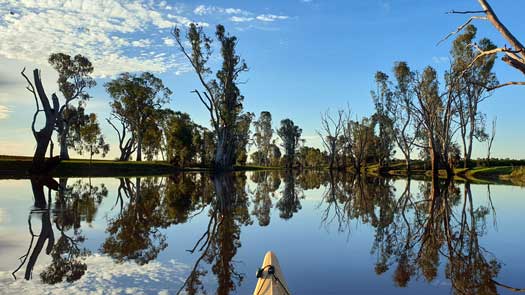 Twisted gum trees reflecting off the still waters