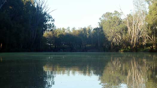 Algae making the surface of still water green