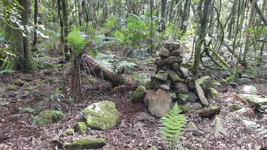 Pile of stones in among tree ferns