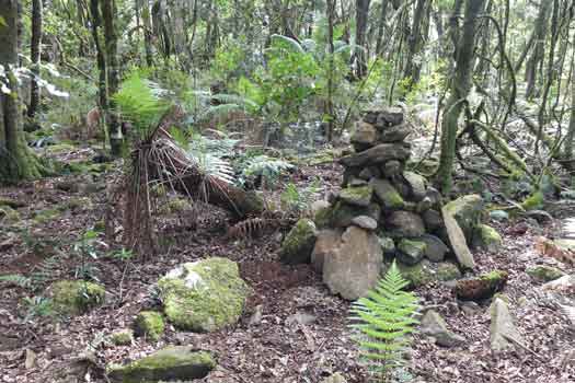 Pile of stones in among tree ferns
