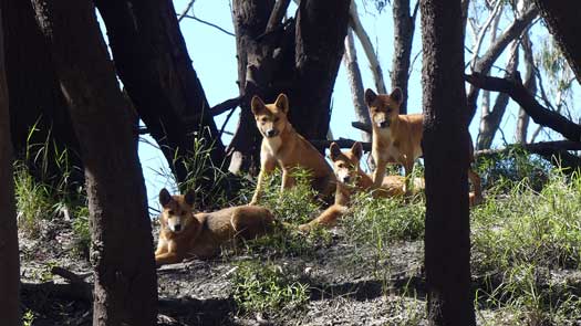 Four dingos looking at camera