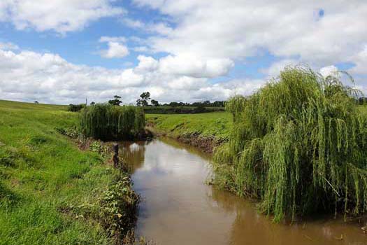River running through farmland with a couple of willow trees