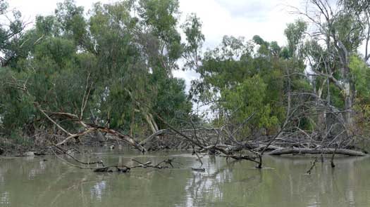 Dead trees in the river