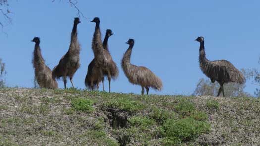 Mob of 6 emus
