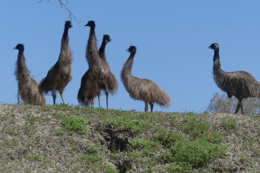 Mob of 6 emus