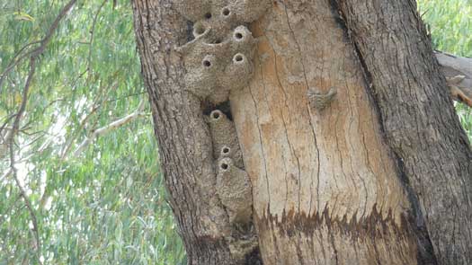 Mud nests on a tree trunk