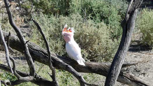 cockatoo on a branch