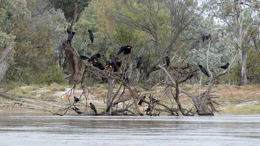 Multiple large birds on a tree beside the river