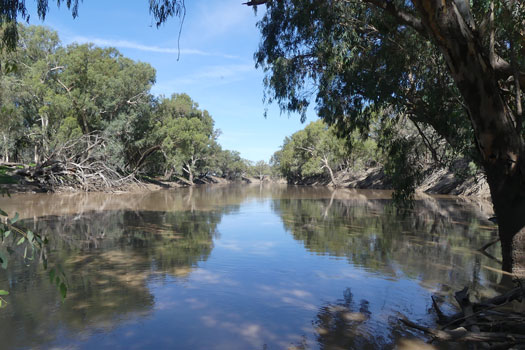 Wide slow flowing river lined by gum trees.