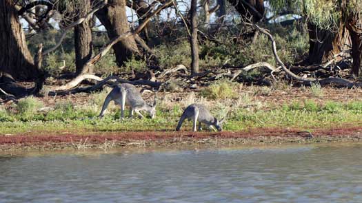 Two kangaroos feeding