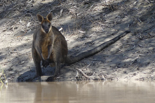 Wallaby sitting beside a river