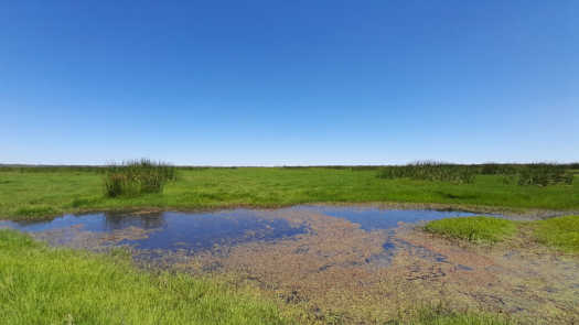 Swampy area