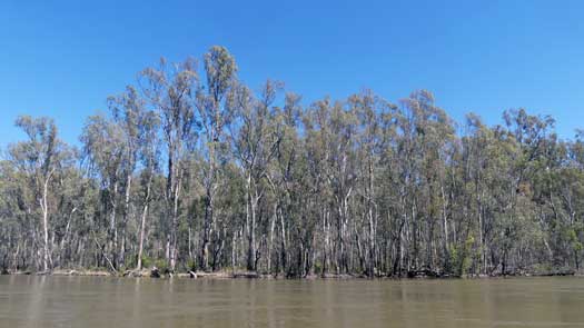 Trees beside the river