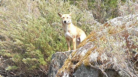 Dingo on rock