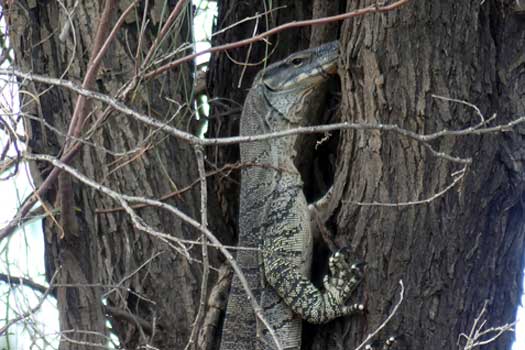 Large lizard in a tree