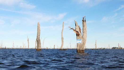 Dead trees in a lake