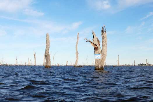 Dead trees in a lake