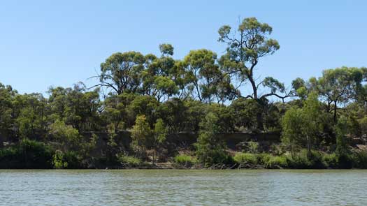 Low forested riverbank