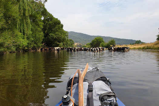 Large herd of cows in the river