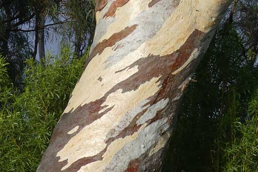 Stripped bark on a tree