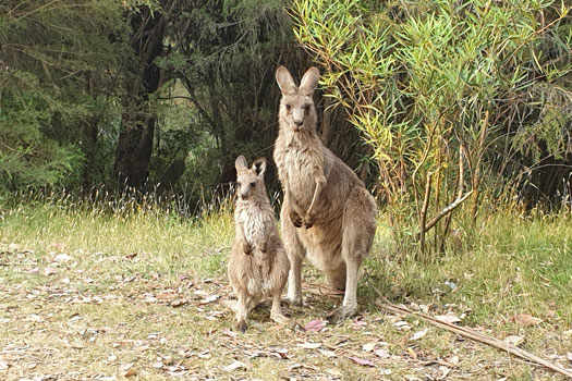 Kangaroos, mother and joey.