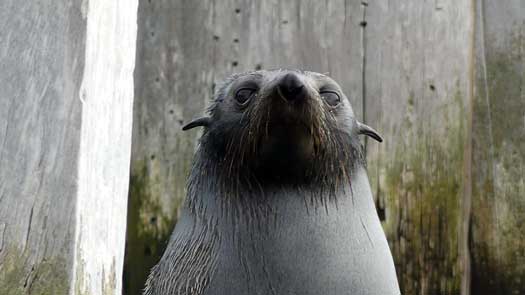 Close up of a young seal