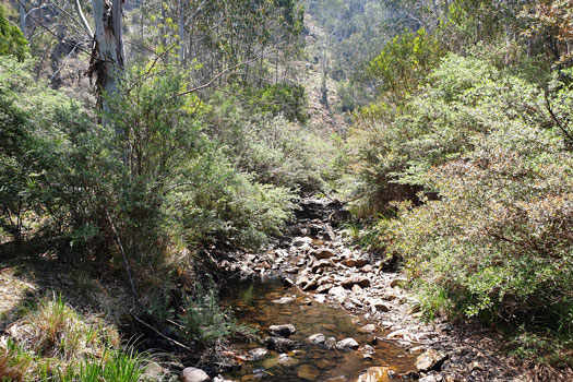 Small creek surrounded by shrubs.