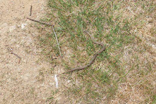 Snake in the grass beside the trail.
