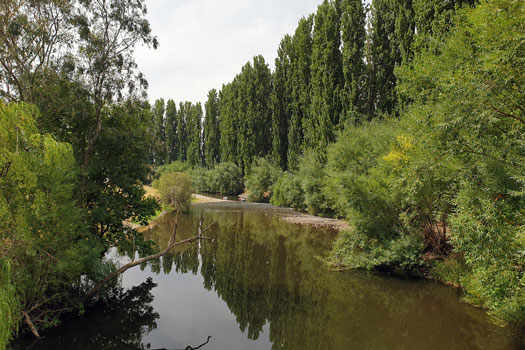 Poplars and willow trees on the river banks.