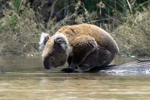 Koala drinking from the river