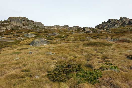 Alpine view with low plants