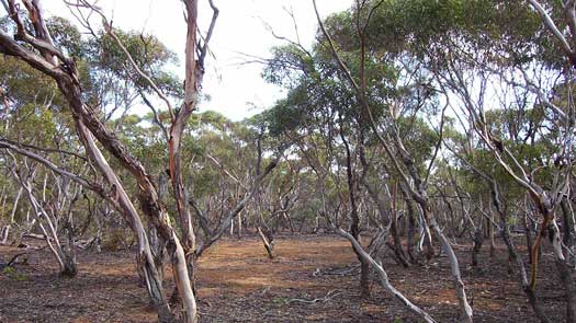 Low trees branching from the root system