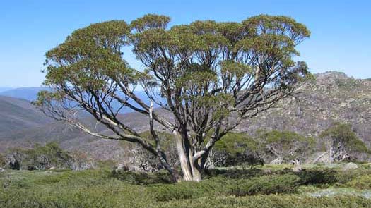Single tree in herb field